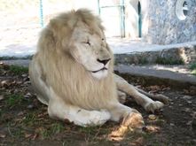 Λευκοπαθές λιοντάρι